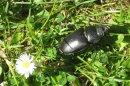 Beetle with his shining armour